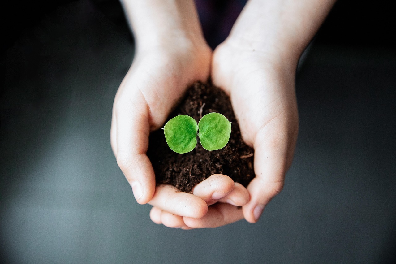 seedling, new life, plant, hands, growth, life, soil, nature, help, love, seedling, seedling, seedling, seedling, seedling, soil, soil-7472384.jpg